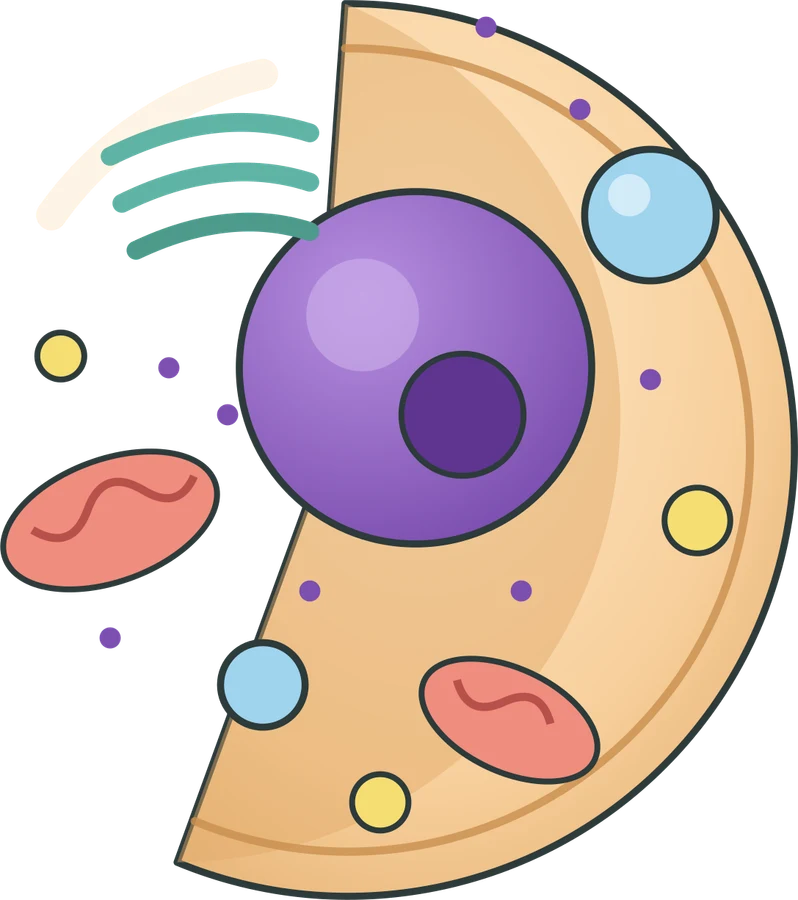Animal cell