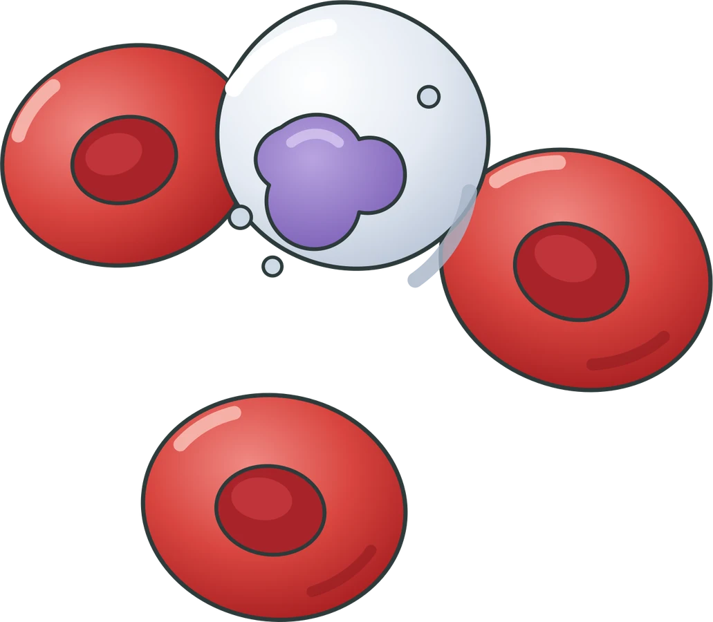 Blood cells
