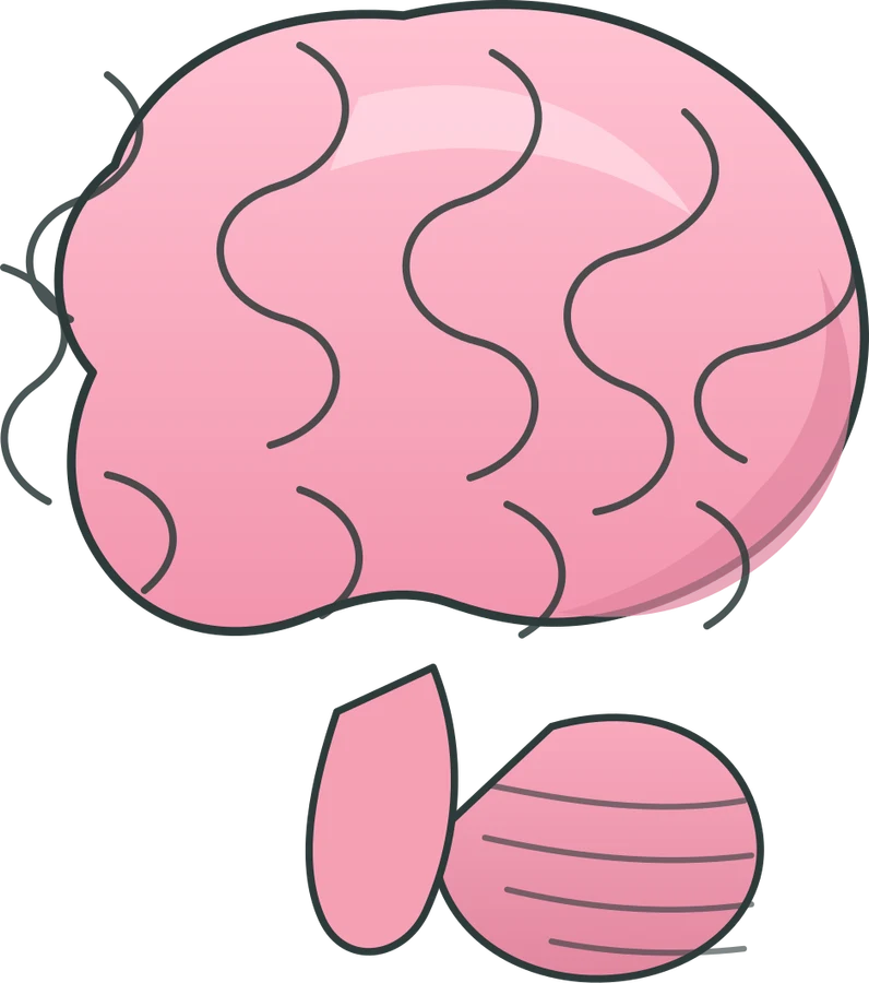 Brain