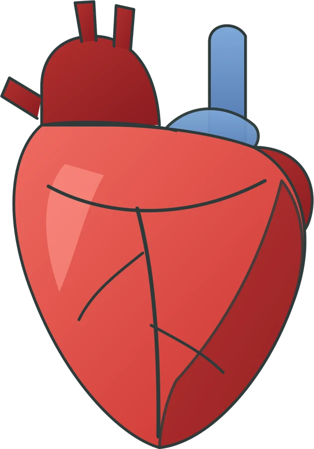 Heart