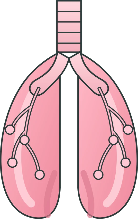Lungs