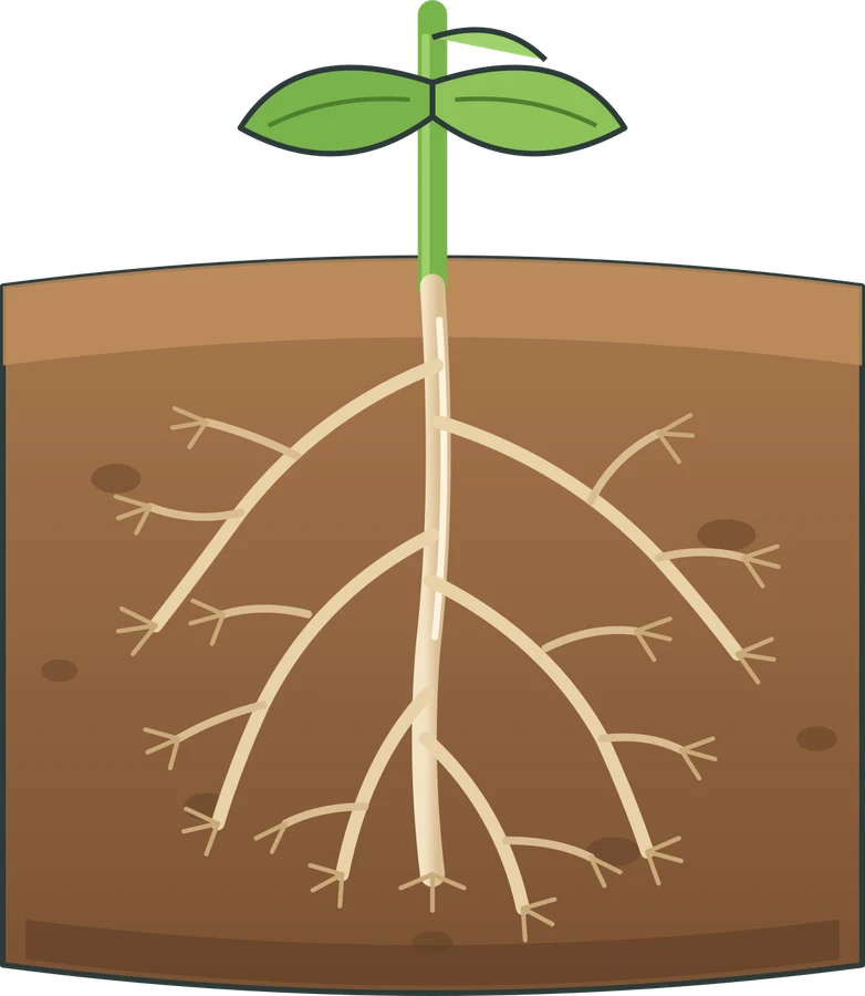 Roots