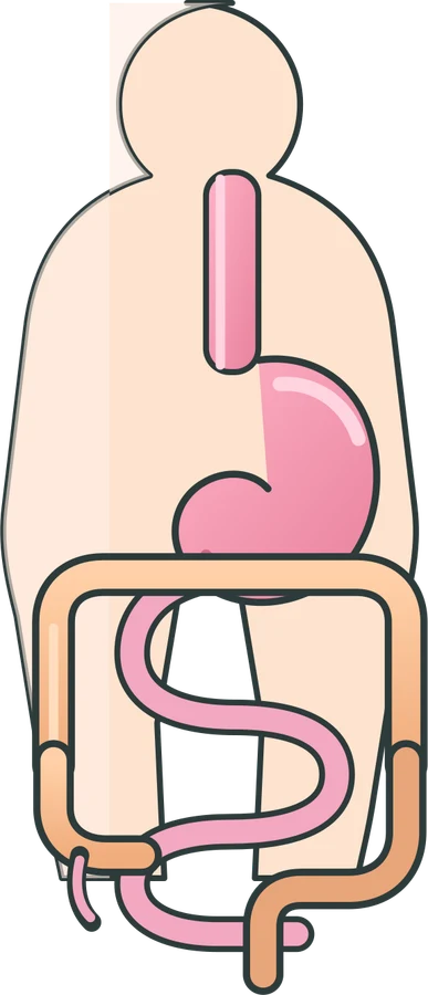 Stomach